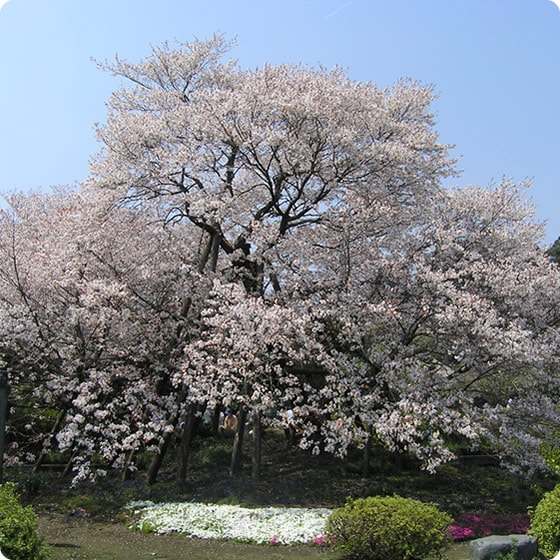 Kariyadono-geba-sakura (Kariyadono-geba cherry blossoms)