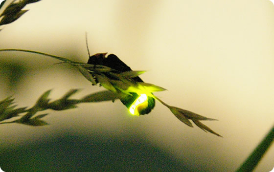 Fantastic firefly
